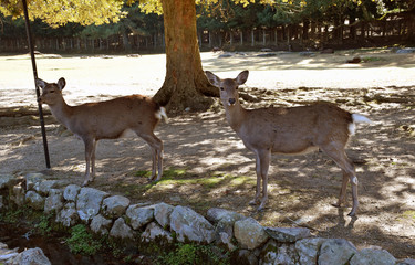 Deer in Nara Park, Japan - Photo taken on November 4th, 2015