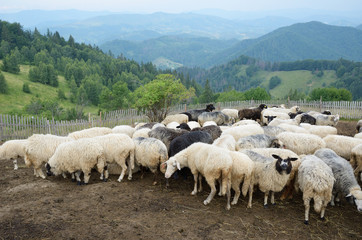 Obraz premium A flock of sheep in the Carpathian Mountains