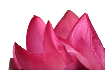 petal of lotus flower.