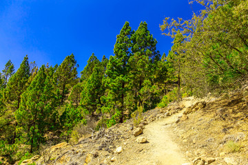Fototapeta premium Landscape with Footpath on Tenerife Island