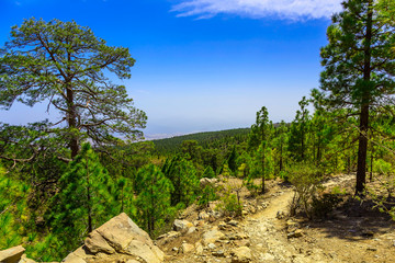 Landscape with Footpath on Tenerife Island