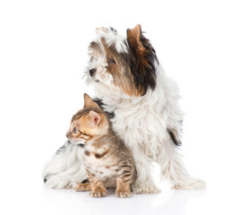 Biewer-Yorkshire terrier puppy and bengal kitten looking away. i