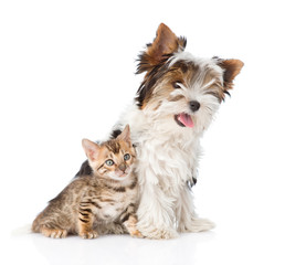 Biewer-Yorkshire terrier puppy and bengal kitten sitting togethe