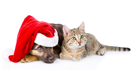 Fototapeta na wymiar Cat and Dog with Santa Claus hat. isolated on white background