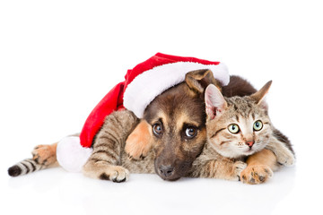 Fototapeta na wymiar Cat and Dog with Santa Claus hat. isolated on white background