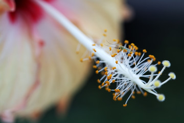 pollen of hibiscus flower.