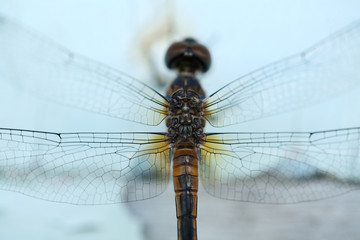 close up of yellow dragonfly.