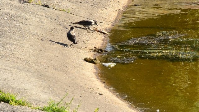 Two grey crows with one eating dead fish on shore 