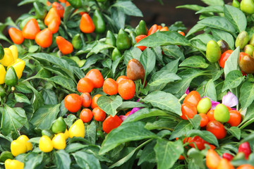 colorful chili