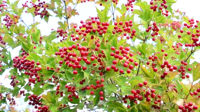 Background of red snowball berries with green leaves