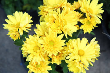 yellow aster flower.