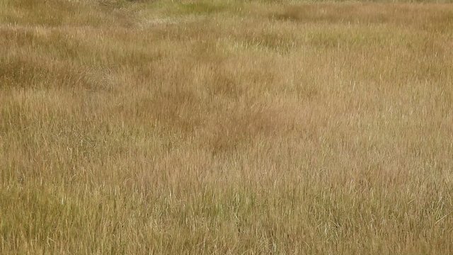 Field of long golden grass swaying in the blowing wind 