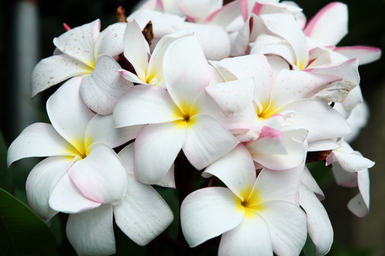 beautiful frangiapani flower.