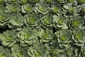 Early cabbage to wait for the harvest.