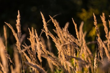 Fototapeta premium Foxtail grass