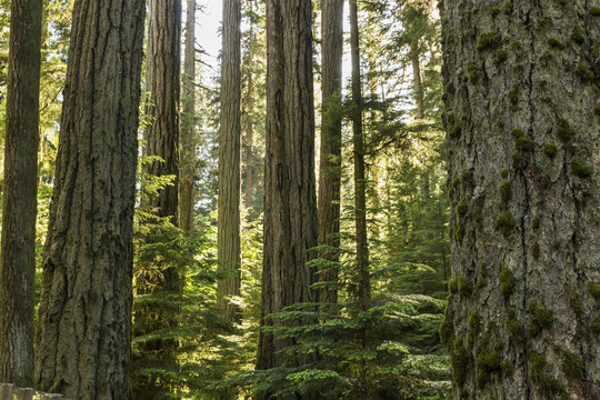 Douglas Fir Sunlight