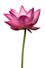 lotus flower isolated on white background.