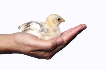 hand holding chick isolated on white background.
