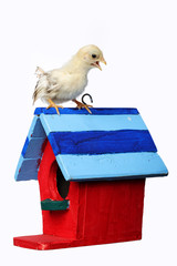 chick on colorful bird house isolated on white background.