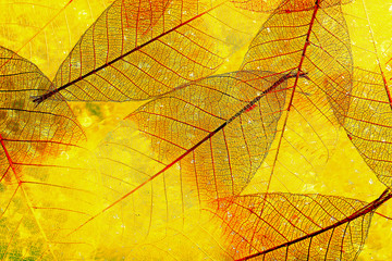 Fototapeta na wymiar Abstract skeleton leaves background