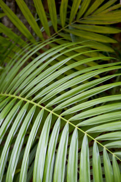 Jungle background of vibrant green layered palm fronds in Rio de Janeiro, Brazil