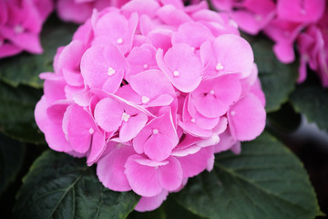 beautiful hydrangea flower.