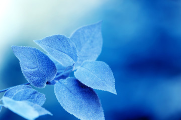 Beautiful frosty winter leaves on blured nature background, close up