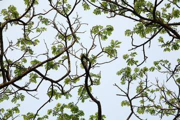 tropical foliage background
