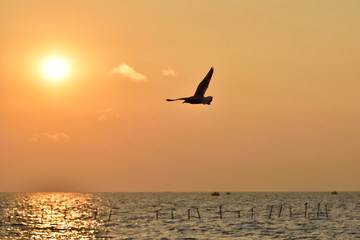 Fototapeta na wymiar Seagull in Thailand.