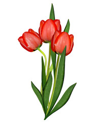 Fototapeta premium spring flowers tulips isolated on white background