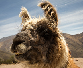 Fototapeta premium llama face