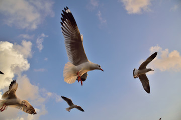 Seagull in Thailand.