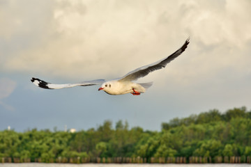 Seagull in Thailand.