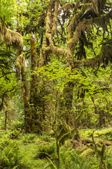 Young and old Moss Covered Maples
