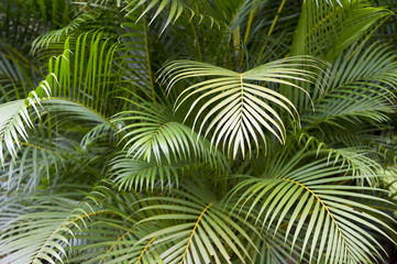 Tropical jungle background of layers of green palm fronds 