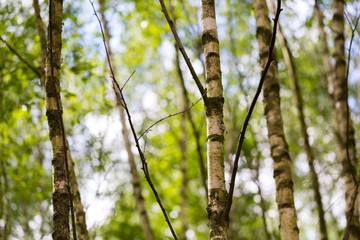 Young birch trees