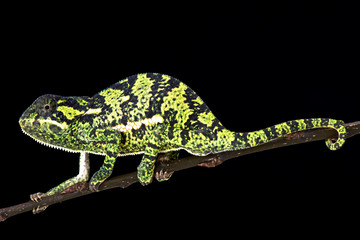 Flapnecked chamaeleon (Chamaeleo dilepis)