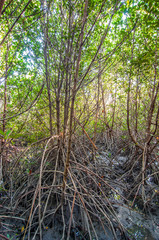 mangrove forest 