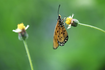 butterfly on mexican daisy