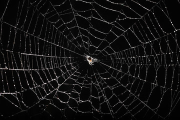 spider web isolated on black background