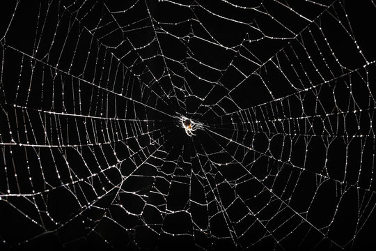Spider Web Isolated On Black Background