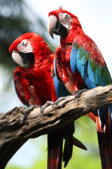 macaw in zoo.