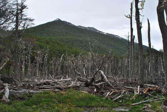 castorera, lago Fagnano, ushuaia, Patagonia, Argentina