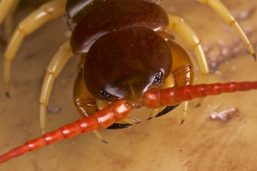 Giant centipede (Scolopendra subspinipes)