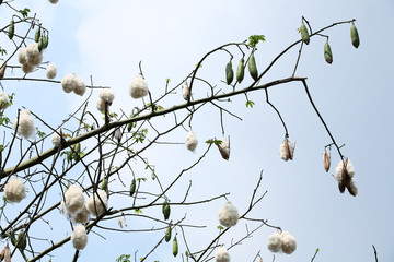 white cotton silk on tree.