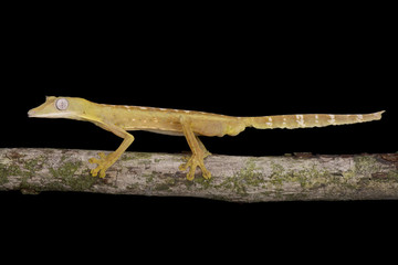 Fototapeta premium Lined Flat-tail Gecko (Uroplatus lineatus)