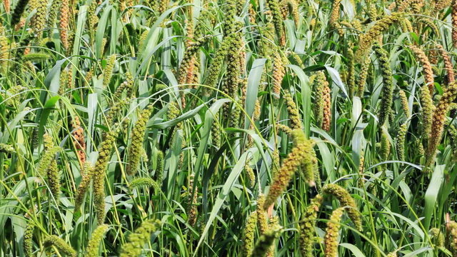 Foxtail millet plants swayed by wind. Millet is used as food, fodder and for producing alcoholic beverages. India is largest producer of millet in the world.
