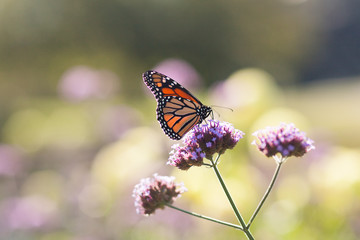 Monarch 