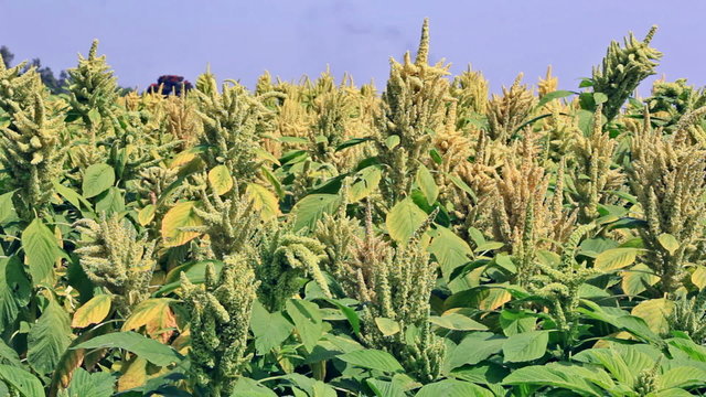 Amaranth is cultivated as leaf vegetables, cereals and ornamental plants. Amaranth seeds are rich source of proteins and amino acids.