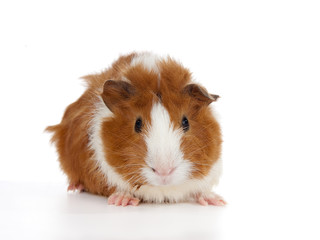 Baby Abyssinian Guinea Pig on white Background. (2 weeks old)

